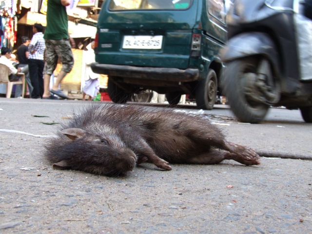 martwe szczury w New Delhi